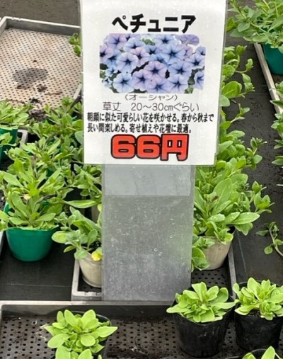 由仁町花のまつうらさんで苗の買い出しするときのコツ・販売品種racssblog
