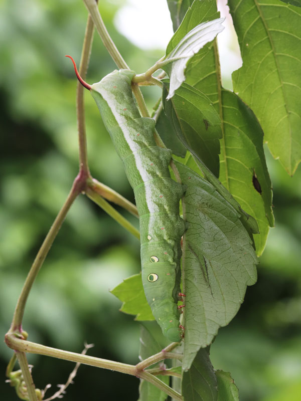 コスズメ 幼虫– 身近な自然に癒されて