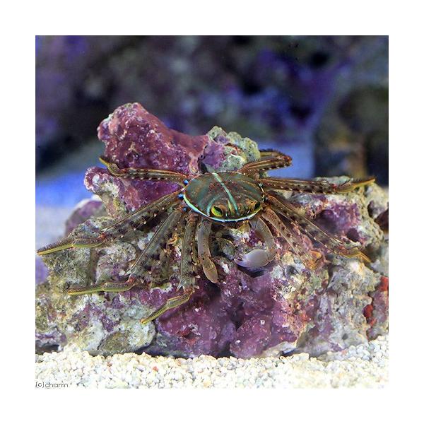 カニが泡をふくのはなぜ？実は呼吸が苦しいサインだった！雑学.com