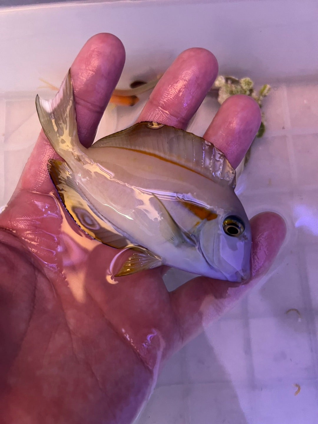 チョコレートディップクロミスSサイズ - REEF-TRIGGER