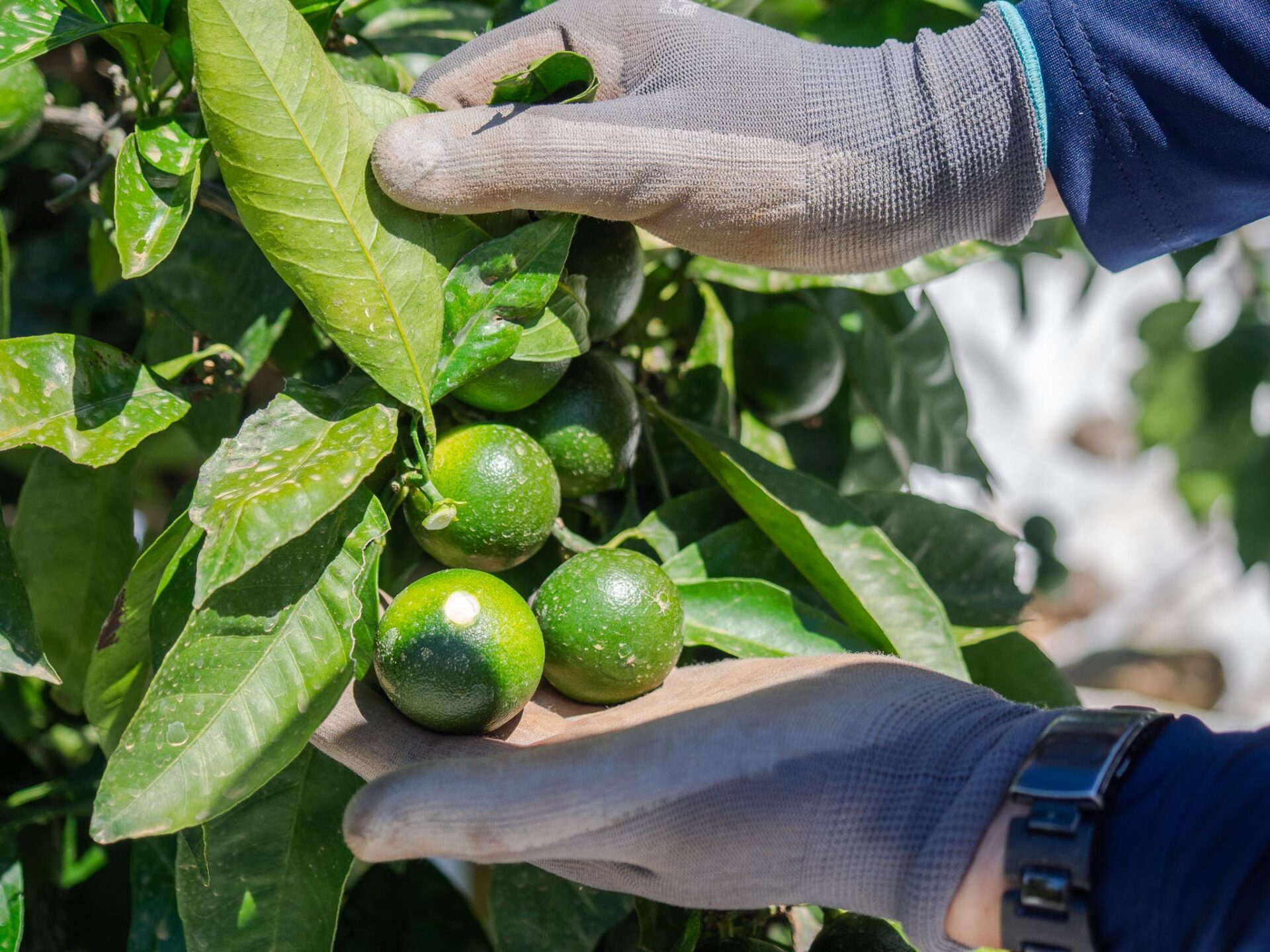 みかん」って”orange”じゃないの知ってましたか？”Satsuma”についてもご紹介します！ - ネイティブキャンプ英会話ブログ英会話の豆知識や情報満載