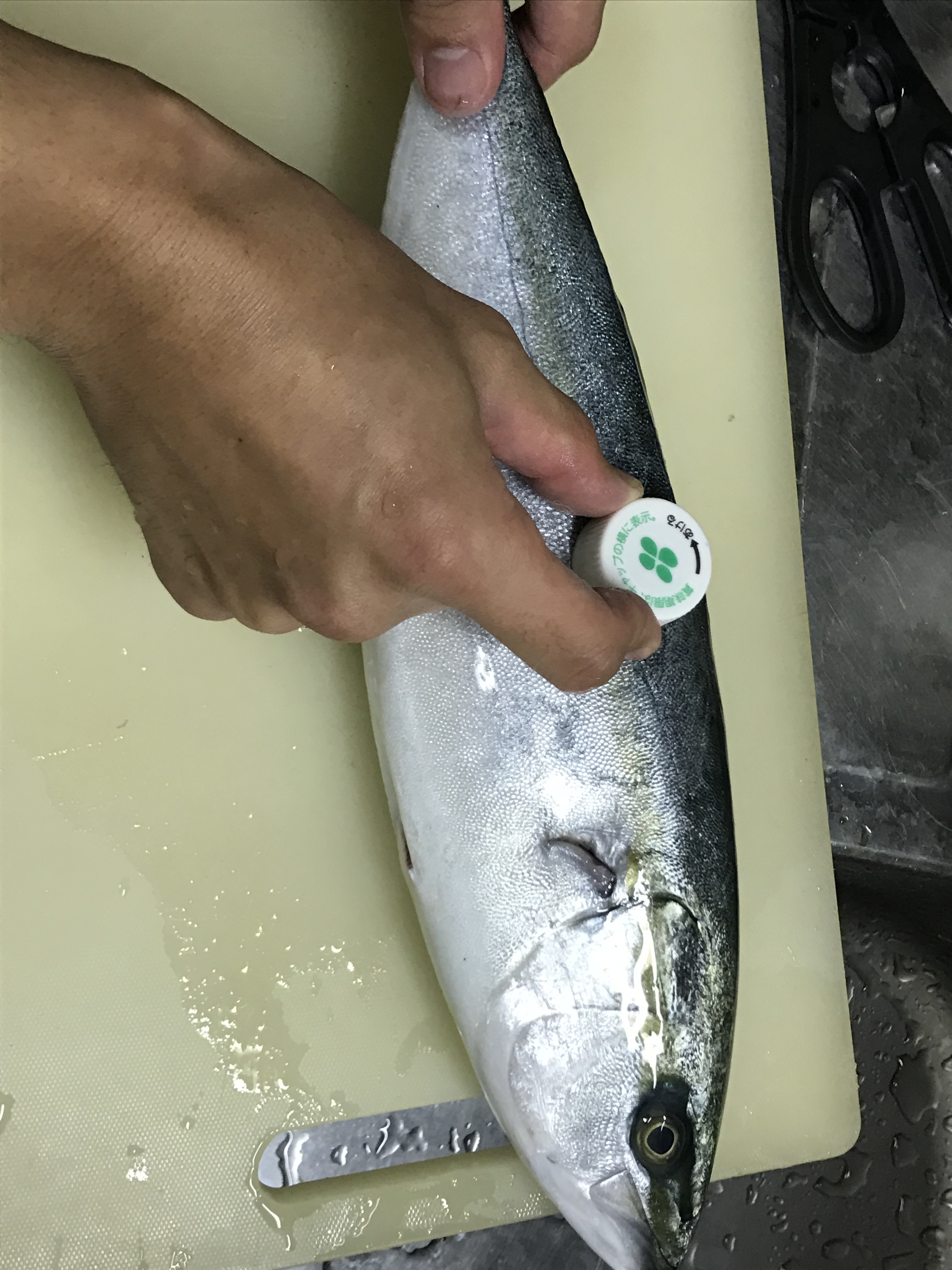 魚図鑑 イナダとはどんな魚？習性や名前の由来などをご紹介！釣り場検索サイト FISH ON