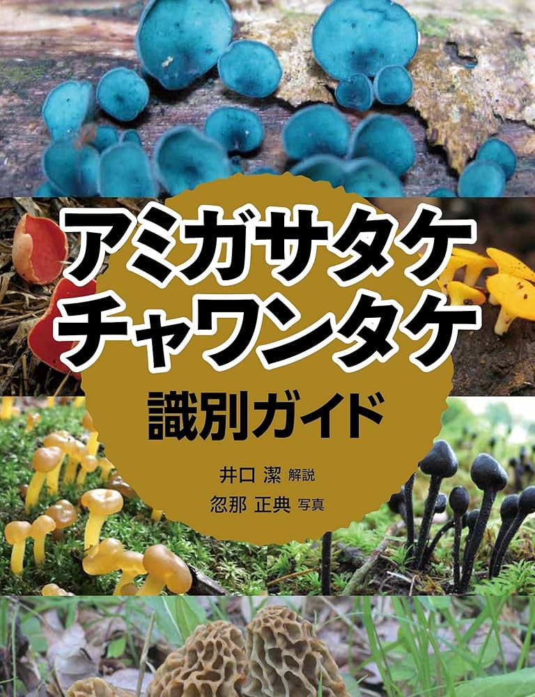 オオチャワンタケ かもキノコ⠀きのこ⠀菌類⠀きのこ写真⠀mushroommushlove⠀mushroomsociety⠀mushroomidentification⠀mushroomsofinstagram⠀mushroomphotography⠀mushrooms_of_our_world⠀fungifungilove⠀fungiphotography⠀fungus