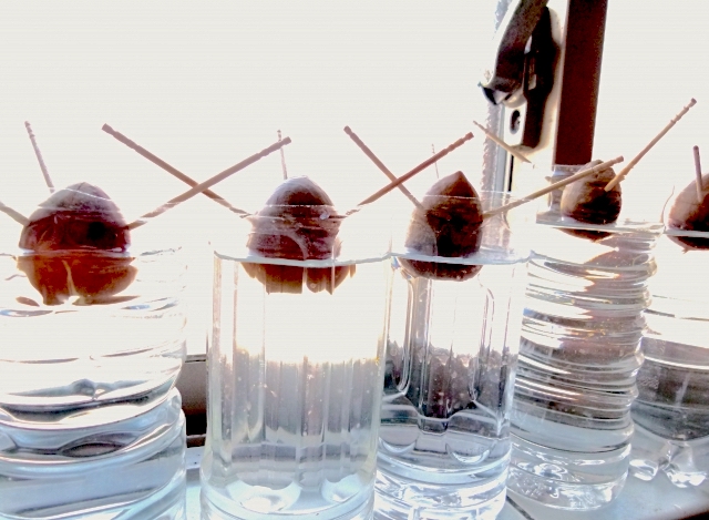 アボカドの水耕栽培 食べた種から観葉植物にする育て方ひねもすのたりライフ