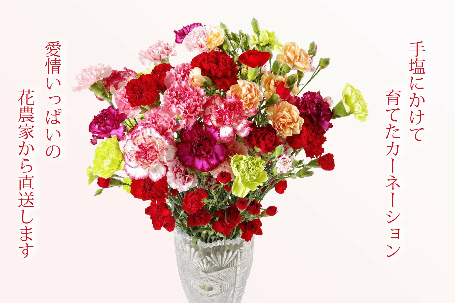 農家直送 百合の切花の通販花屋さんに並ばない感動の百合 10品種ごえ- せたがやチューリップ農園せたがやチューリップ農園