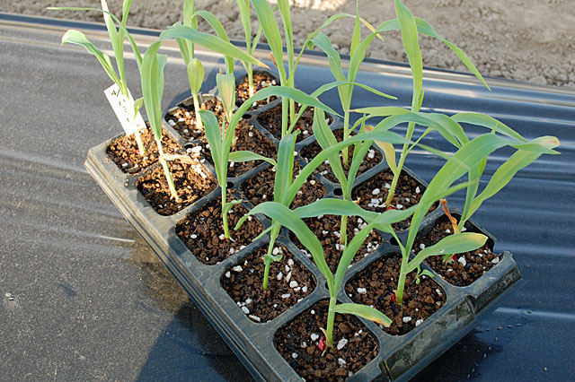 トウモロコシ ゴールドラッシュの種まきpi-reiwaだんべぇ農園