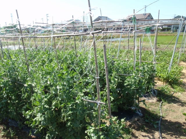 サヤエンドウ、スナックエンドウ スナップエンドウ の育て方・栽培方法失敗しない栽培レッスン 野菜 サカタのタネ 家庭菜園・園芸情報サイト 園芸通信