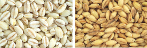 10 14までP最大13倍 900g×2個 国産 もち麦＆押はだか麦 媛もち麦 大麦 食べ比べセット 1800g ギフトにも ポイント利用 :テレビショップ フュージョン - 通販 - Yahoo!ショッピング