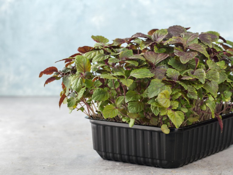 大葉』の水耕栽培 １００均の容器を用意して 「私もマネする！」「早速やります」 – grapeグレイプ