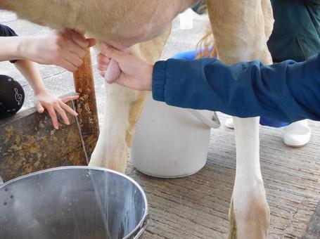 愛媛県産 四国乳業の夕しぼり6本セット 500ml×6本牛乳 ミルク みるく 四国乳業 らくれん 夕しぼり 夕方搾り 愛媛※離島への配送不可 愛媛県北宇和郡鬼北町ふるさと納税サイト「ふるさとプレミアム」