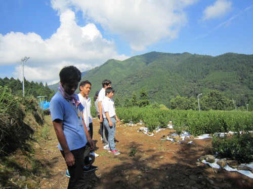 堀江銘茶園 粉末緑茶70g×4袋 - 福岡県うきは市ふるさとチョイス - ふるさと納税サイト