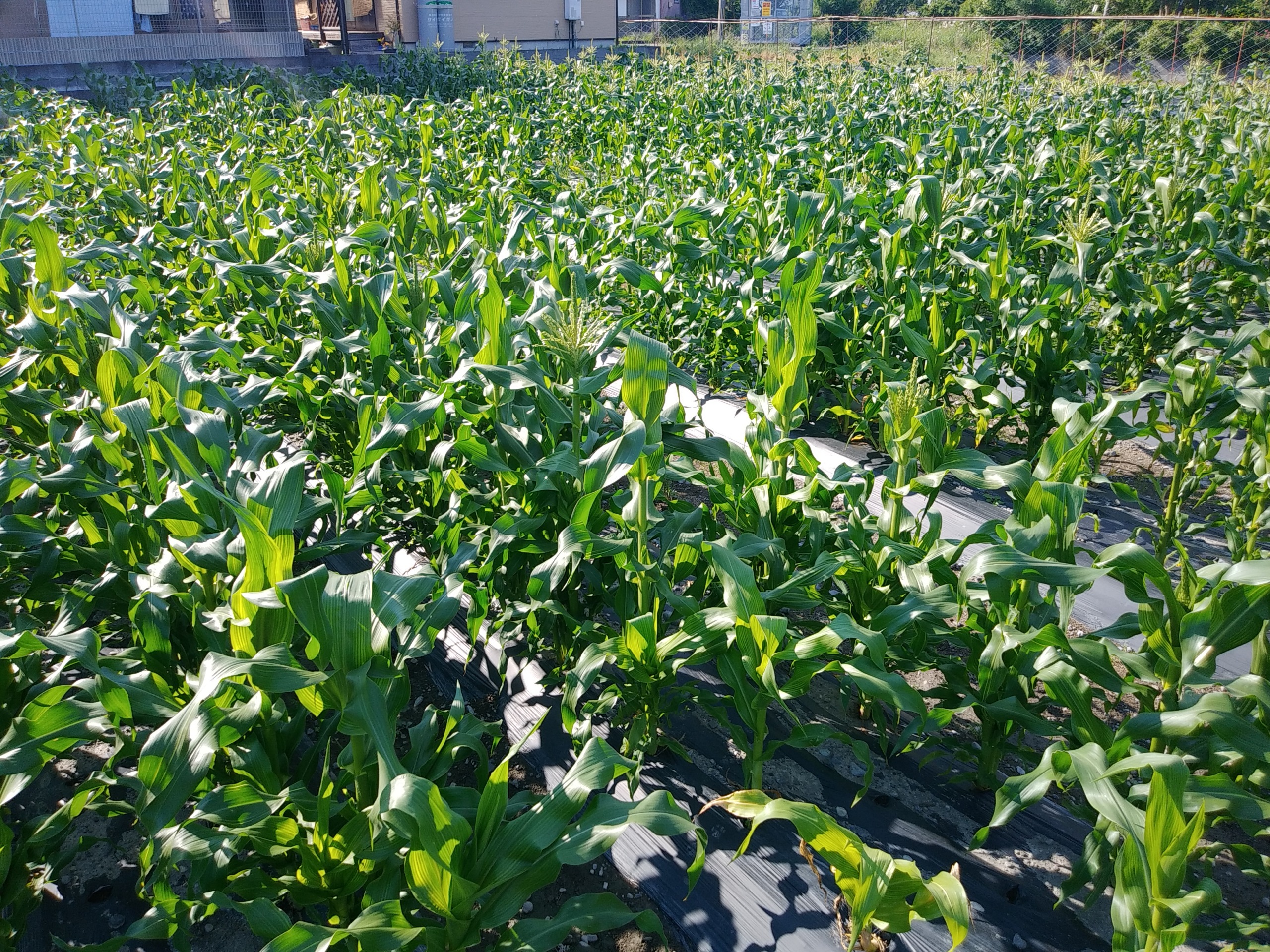 トウモロコシの種まき種まきの時期やポットでの育て方は