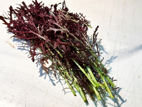 赤リアスからし菜 タカナ・カラシナ- e-種や国内最大級の野菜種・花種・苗・農業資材の販売店