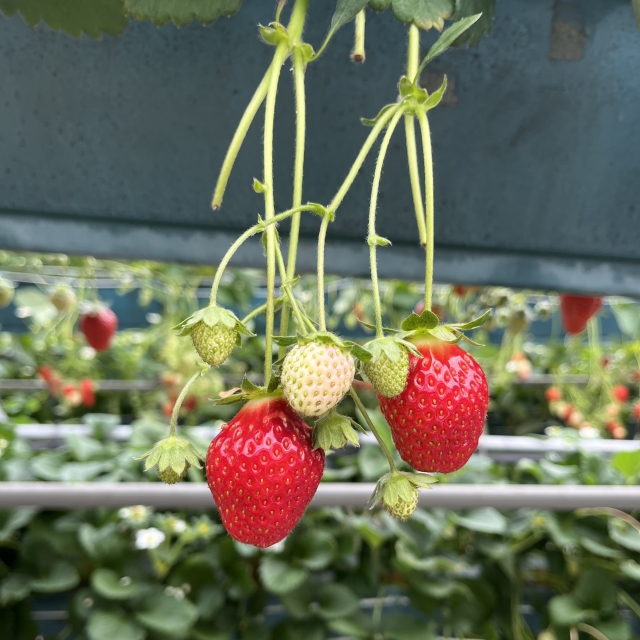 のぼり旗 けずりいちご・苺 : のぼり旗 グッズプロ - 通販 - Yahoo!ショッピング