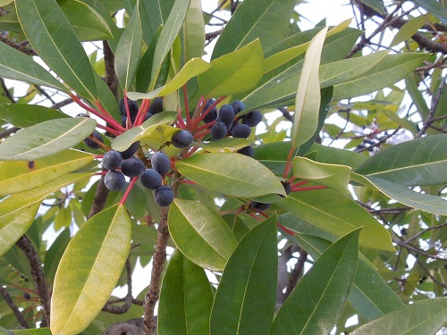 ユズリハ 譲葉 の実