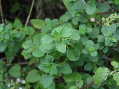 ワイルドマジョラム オレガノ の特徴と育て方苗木部の部室 〜苗木、育てよう〜 By 花ひろばオンライン