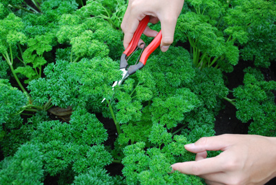 イタリアンパセリの育て方を徹底図解！収穫時期はいつ？種まきや苗植え栽培方法は？🍀GreenSnap グリーンスナップ