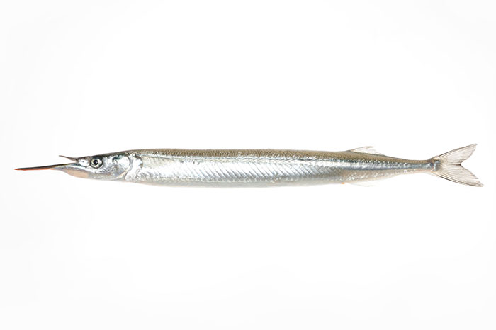 ねえ、これ読める?」「針魚」針の魚でなんの魚でしょう ? 魚漢字クイズsotokoto online ソトコトオンライン