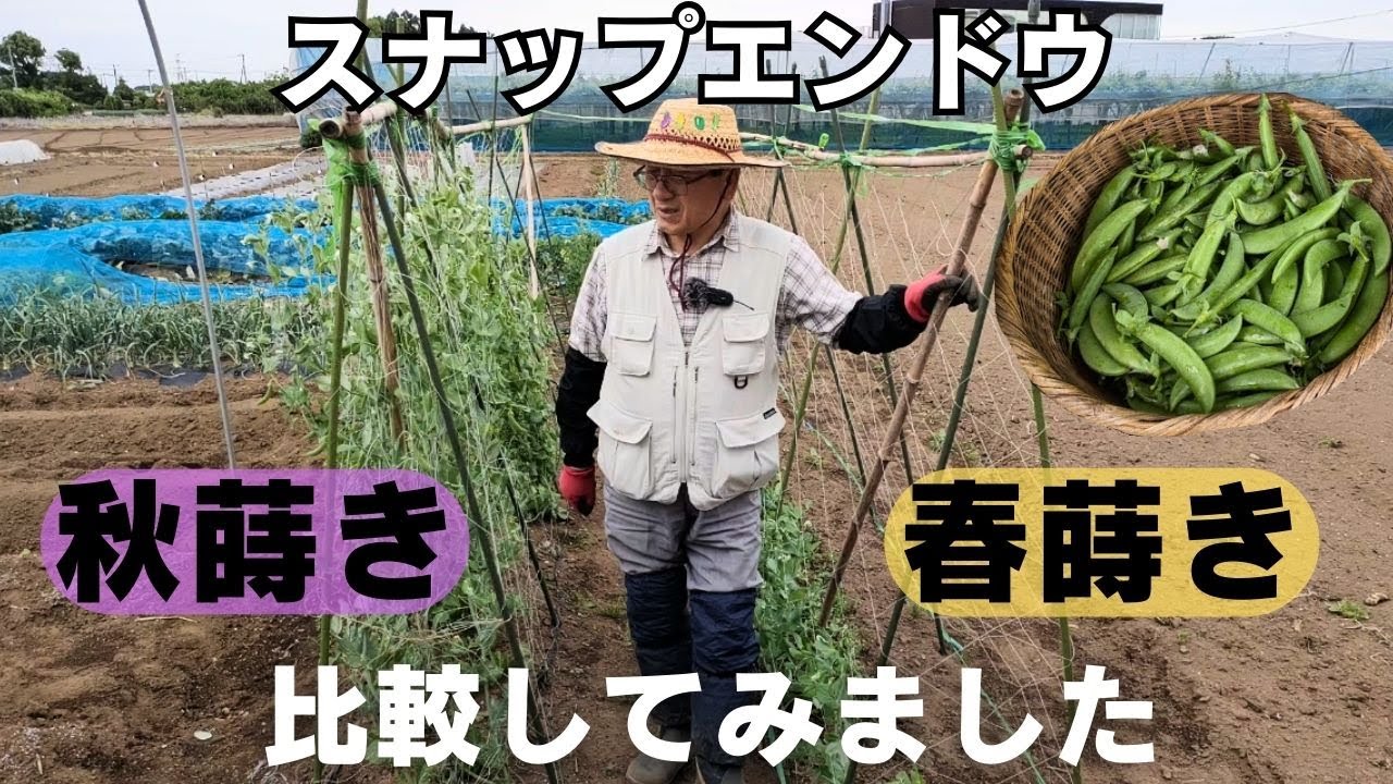 スナップエンドウの種蒔き - 工作工房製作奮闘記