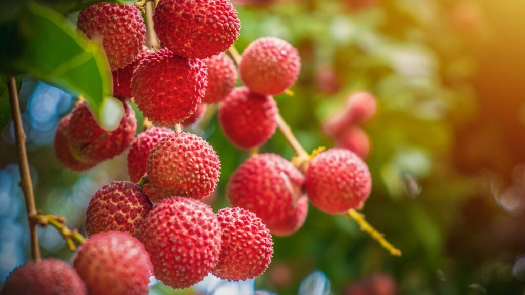 ライチ 茘枝 レイシ