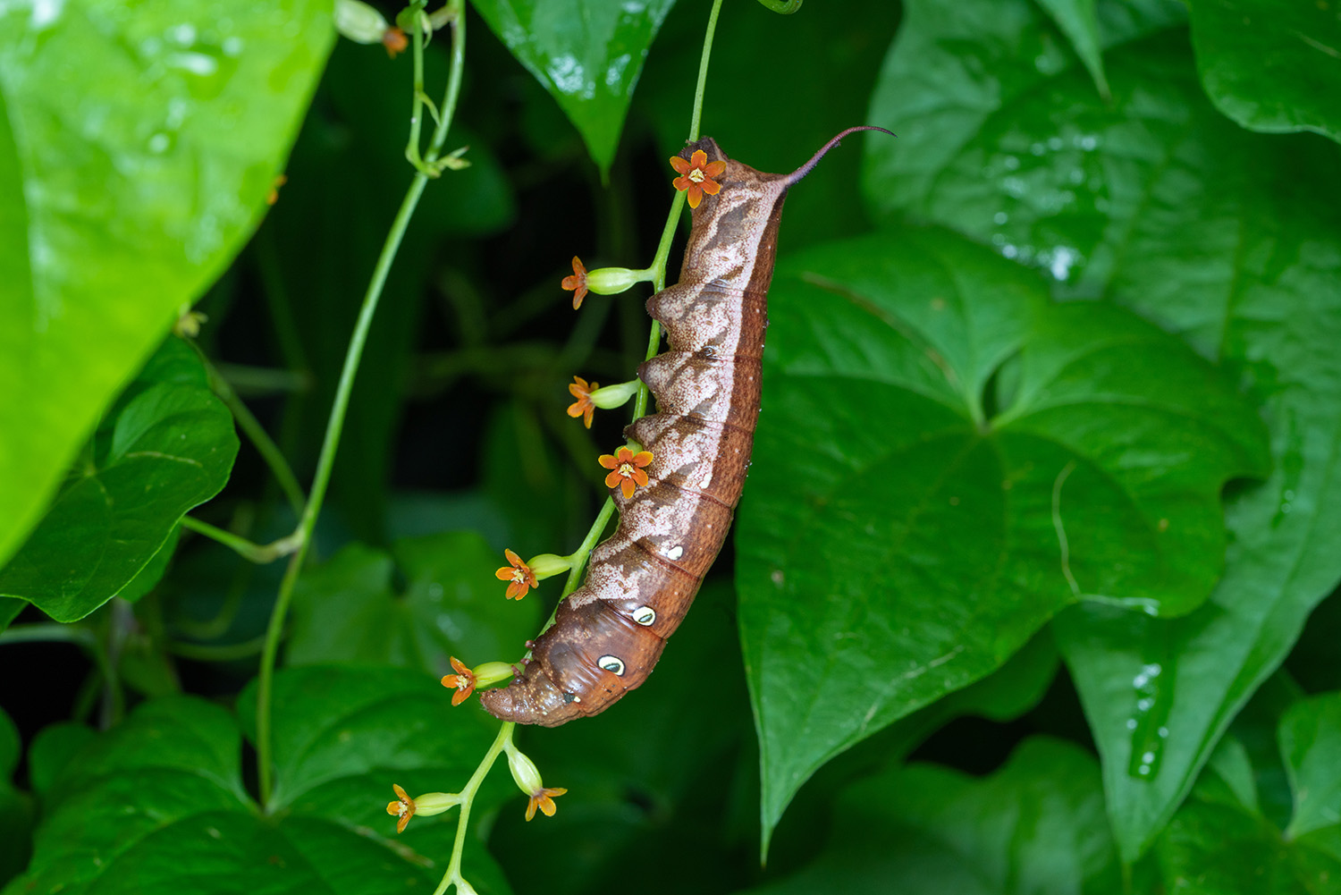 どうでもいいコスズメの芋虫は元気に育ち、貴重なブドウスズメは寄生蜂の餌食になるという不条理 - 虫撮る人々