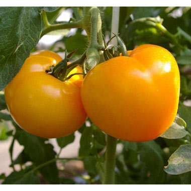 黄色いミニトマト 写真素材5003064- フォトライブラリ