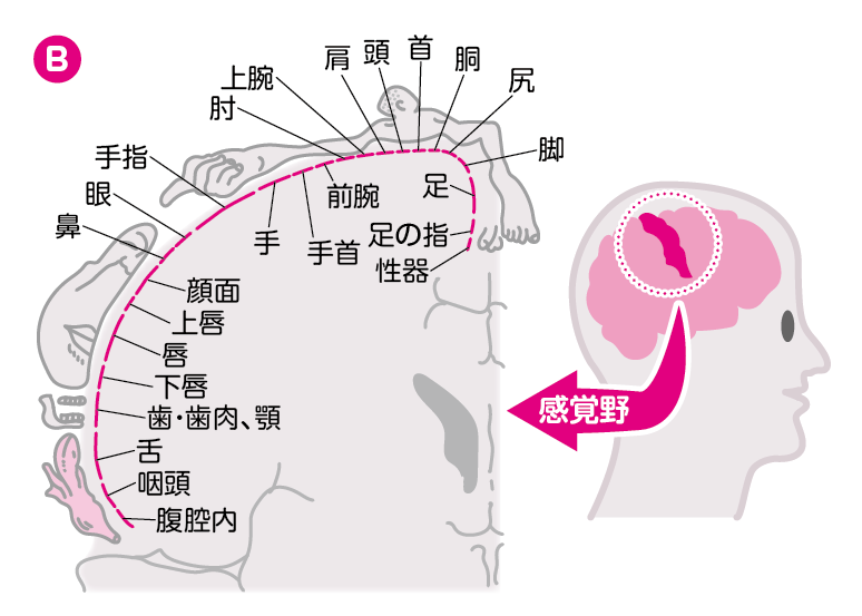 気持ちいい！｢足裏ブラシ｣大ヒットの舞台裏 ヒットの理由はテレビ効果だけではない |