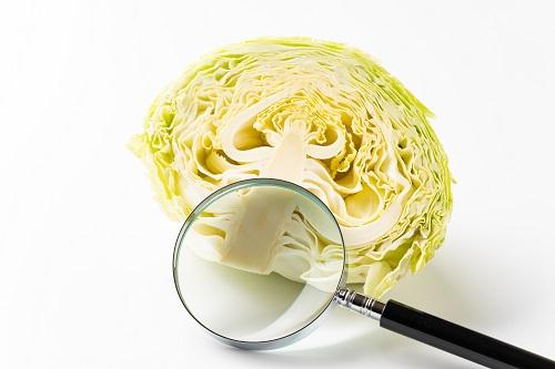 春キャベツ断面の写真素材FYI02074770ストックフォトの Qlean Market キュリンマーケット