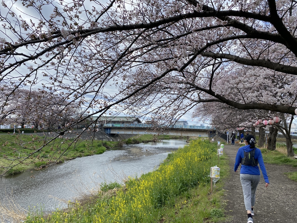 黒目川を往く 朝霞台から東久留米 - ありゃりゃサンポ