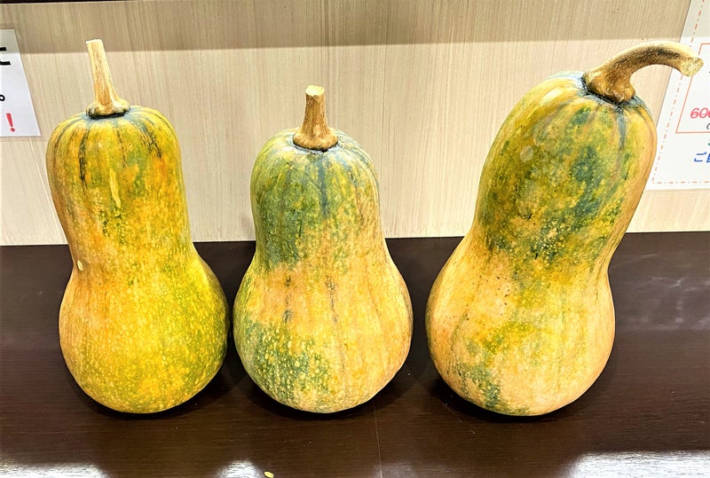 カボチャ 種から の記録「バターナッツか？」：タヌタヌ=毛玉さんの日記 by 菜園ナビ