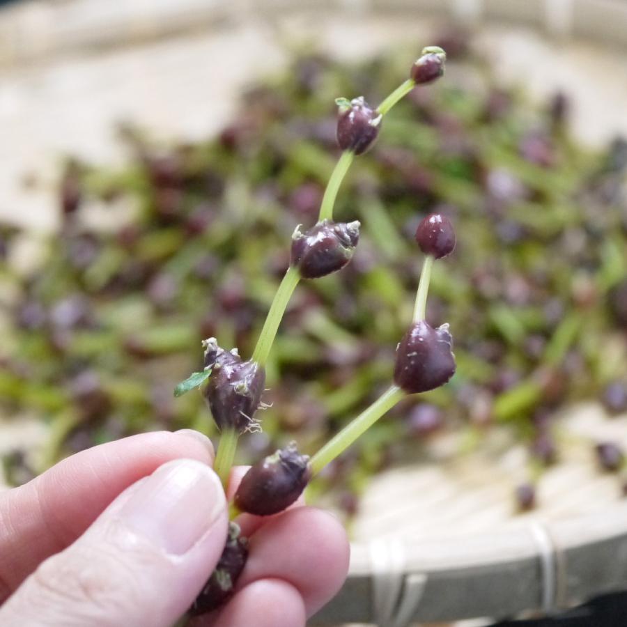 初秋から初冬のお楽しみ！絶品の山菜「ミズのコブ」アウトドアハッカ