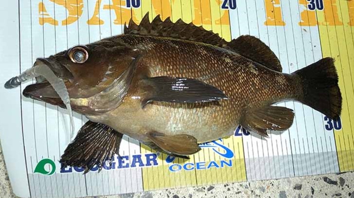 ガヤの煮付け楽しいからやっている