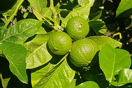 オレンジ＆ベルガモット アロマリード 150ml – MOLTON BROWN