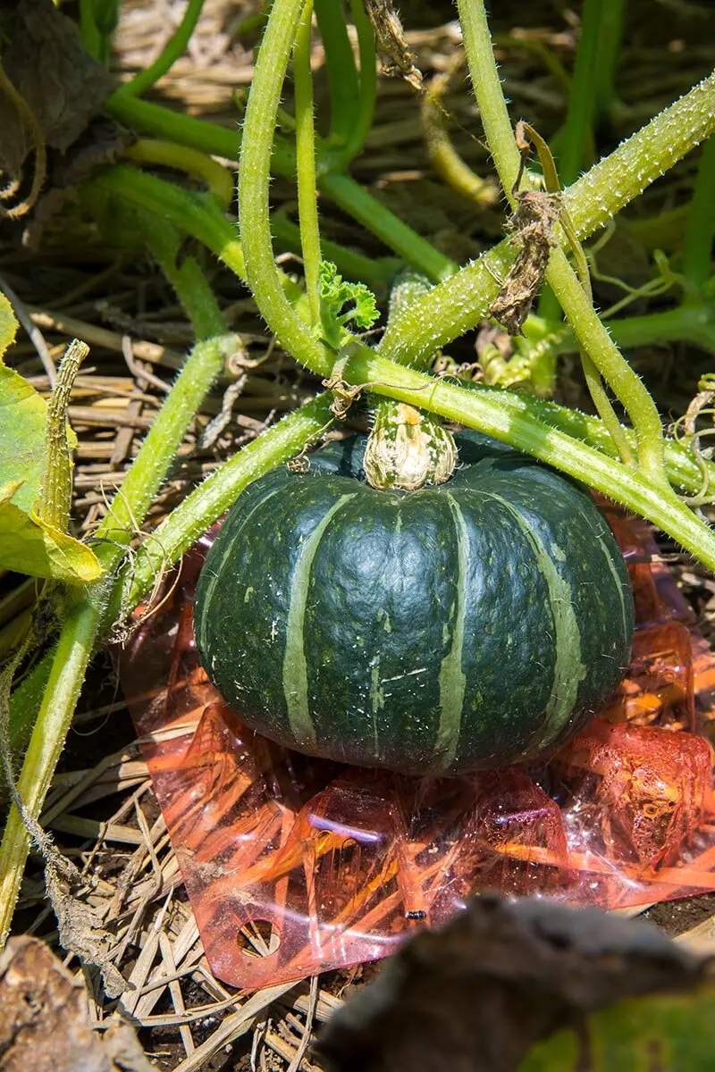 カボチャ野菜のビギナーズマニュアル株式会社トーホク