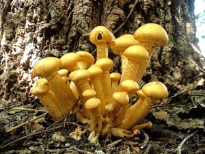 昨日食べたきのこは美味しかったのに , ピスケとうさぎは、どうやらワライタケを食べてしまったようです🍄,カナヘイの小動物ピスケとうさぎ卡娜赫拉的小動物P助與粉紅兔兔粉紅兔兔P助『カナヘイの小動物』情報局Facebook