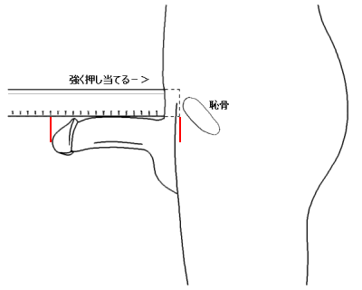 日本人平均は13.56cm？スマホで自分に合ったTENGAが確認できる - 週刊アスキー