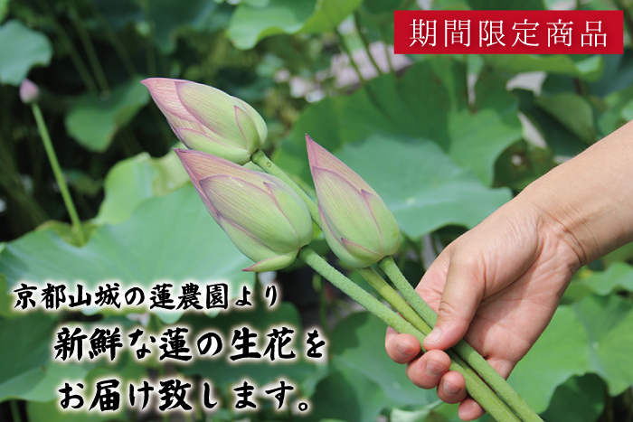 切り花用 混合 美女なでしこ- e-種や国内最大級の野菜種・花種・苗・農業資材の販売店