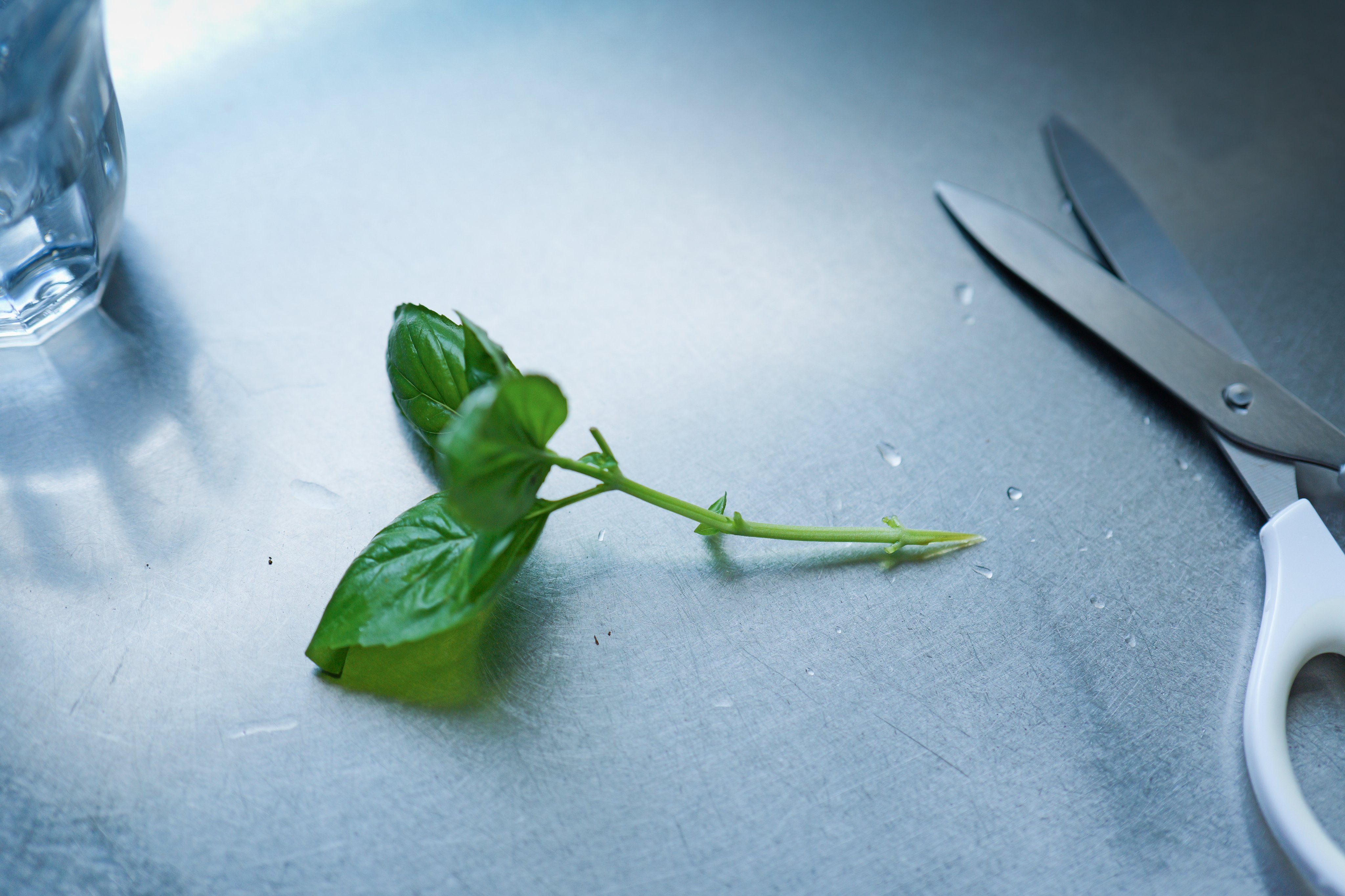 バジル挿し木２軍 - ベランダ菜園など