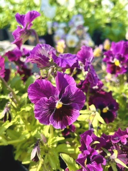 花のまつうらの新着記事アメーバブログ アメブロ