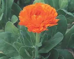 楽天市場 カレンデュラ 食用の通販