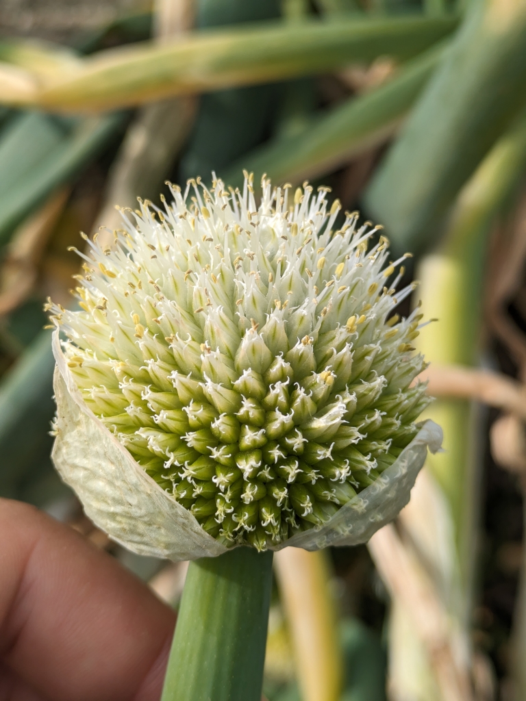その3:ネギ坊主~捨てずに食べられる、採り遅れのトウ立ち野菜~園芸のアイデア暮らしニスタ