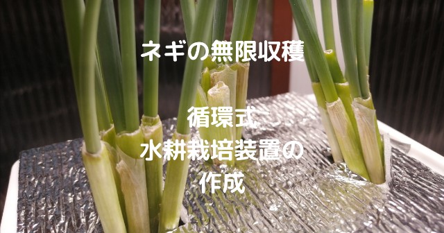 リボベジ 小ネギ 万能ねぎ を水で再生栽培→5日でこんなに育つの！？ - 転勤族の暮らしの知恵
