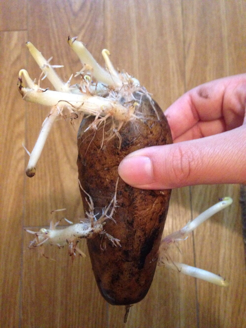 じゃがいもの芽は危険！中毒症状から取り除く方法や保管方法まで徹底解説！ - E・レシピ 1 1ページ