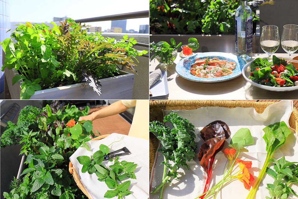 ベランダ菜園初心者さんへ♪手に入りにくい野菜も意外と簡単に作れるんです!キナリノ