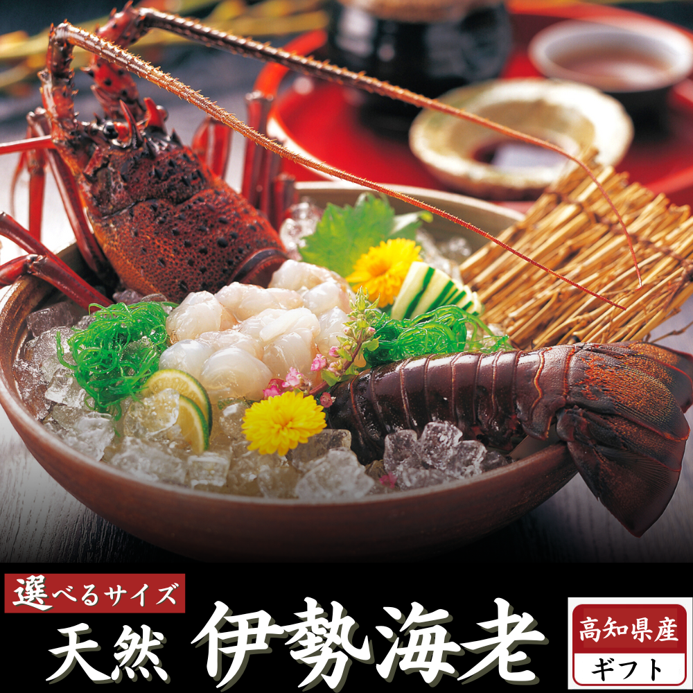 伊勢海老の造りお造り 冷蔵活 伊勢海老料理 中納言