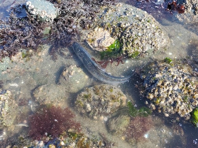 いつの間に余市にニシンの群来？！北海道 自然- YouTube