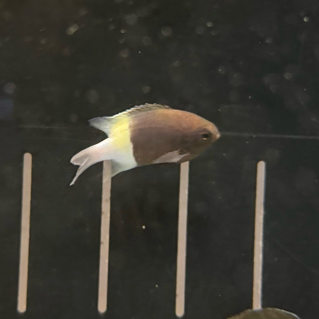 チョコレートディップクロミス海水魚図鑑ByHanadai