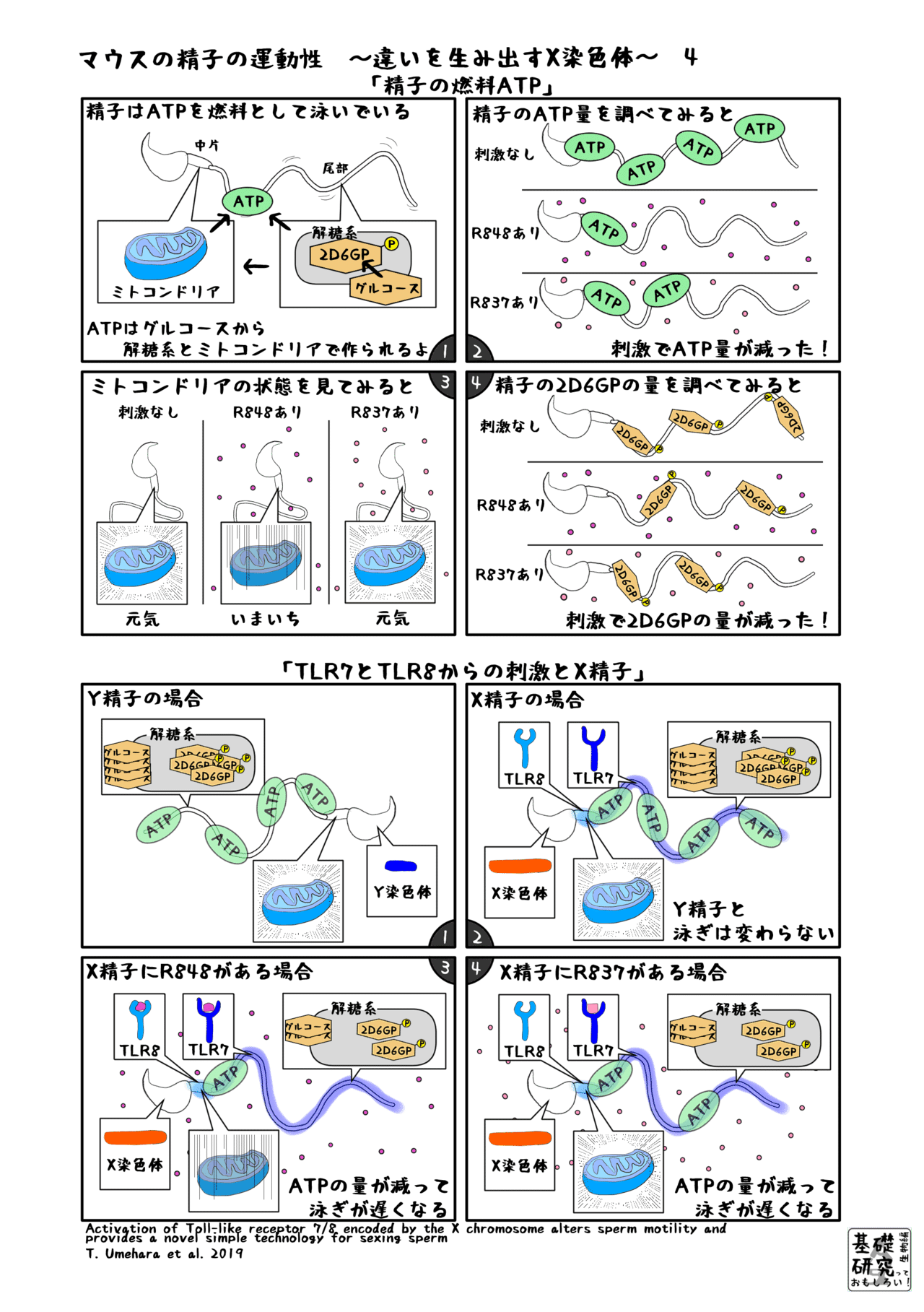 甘いものを摂りすぎると精子が薄くなる | 小谷薬局