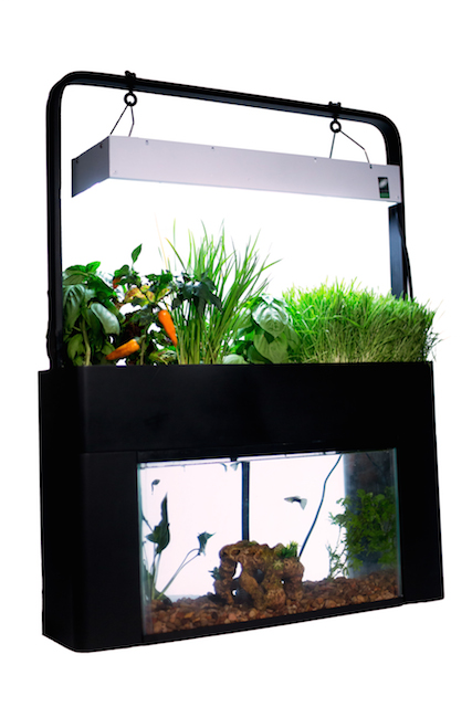 熱帯魚用水草のおすすめ人気ランキング 2025年10月マイベスト