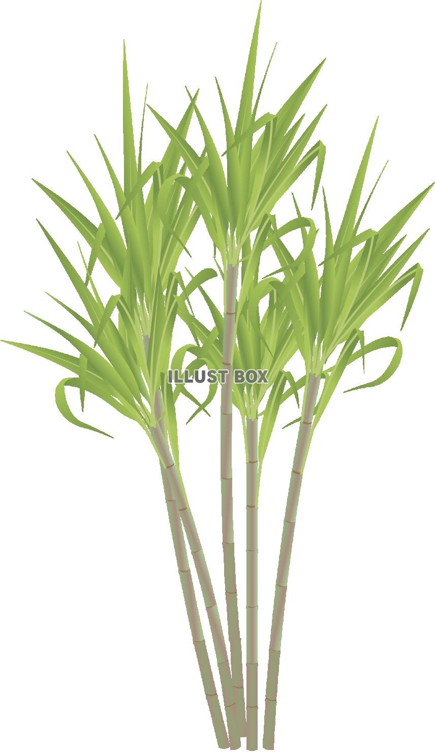 さとうきび 透過PNG ：イラスト無料